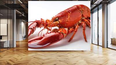 Fresh Lobster on white background Wall mural