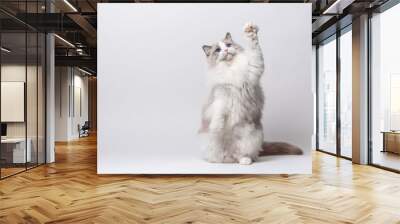 A beautiful male blue bicolor Ragdoll purebreed cat on a white background. Wall mural