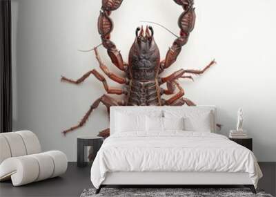 A scorpion with detailed exoskeleton and poised pincers, isolated white background, abstract art style Wall mural