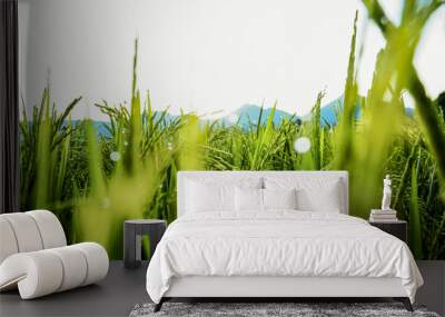 green grass on blue sky background Wall mural