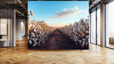 A field of cotton that's ready to be harvested on the farm. Wall mural