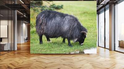 iceland sheep Wall mural