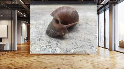 Snail Wall mural