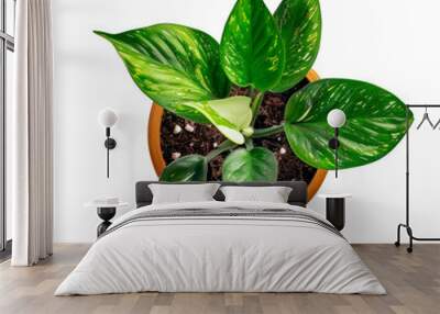 Close-up of Variegated Houseplant with Green and Yellow Leaves in Pot cut out png on transparent background Wall mural