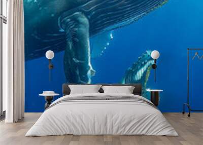 Mother humpback whale swimming with her calf in the deep blue ocean, showcasing marine life and underwater photography Wall mural