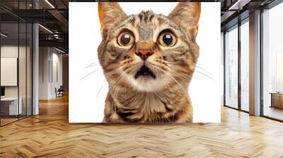 Surprised Tabby Cat with Wide Eyes and Open Mouth Close-Up cut out png on transparent background Wall mural