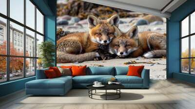 Two playful fox cubs snuggling together on a sandy beach surrounded by pebbles and seaweed during a sunny afternoon Wall mural