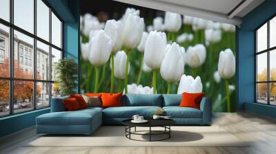 Many white tulips in garden close. Summer decorative flower. Natural plantation floral. Purity and freshness of the petals. Wall mural