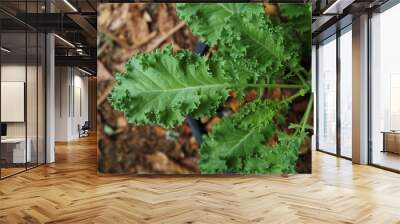 kale and vegetable in pot vegi food high vitamin
 Wall mural