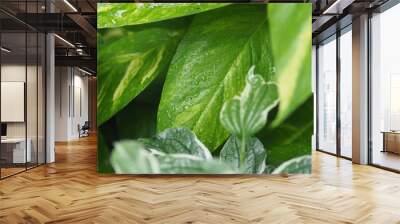 rainning drop on green fresh leafes and blur background  Wall mural