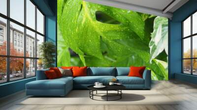 rainning drop on green fresh leafes and blur background  Wall mural