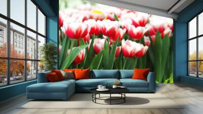 tulip blooming flower in garden on season Wall mural