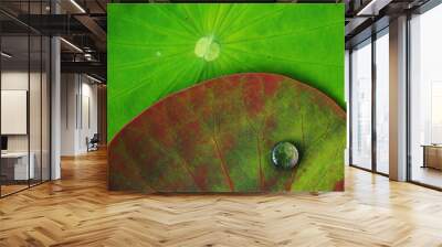 water drop on lotus leaf background green  Wall mural