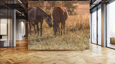 chevaux dans la nature Wall mural