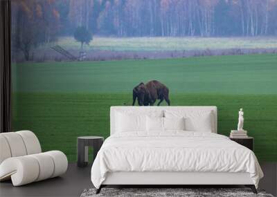 
impressive giant wild bison grazing peacefully in the autumn scenery Wall mural