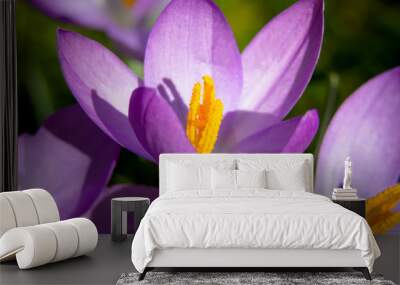 Close up of a Crocus flower Wall mural