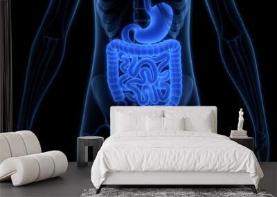 Human Digestive System Anatomy Wall mural