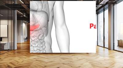 Human Internal Digestive Organ Pancreas Anatomy Wall mural