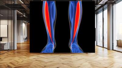 Human Muscular System Leg Muscles Tibialis Anterior Muscles Anatomy Wall mural