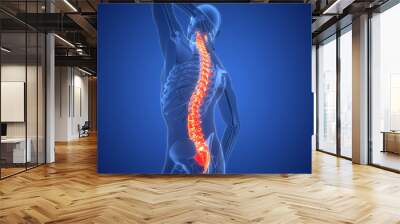 Spinal Cord Vertebral Column of Human Skeleton System Anatomy Wall mural