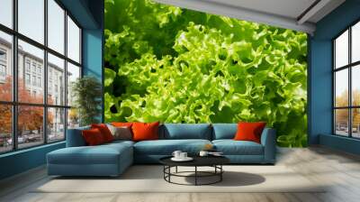 Green organic lettuce leaves in a vegetable garden Wall mural