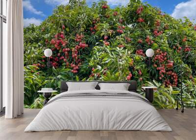 Lychee fruit on the tree for picking.  Wall mural