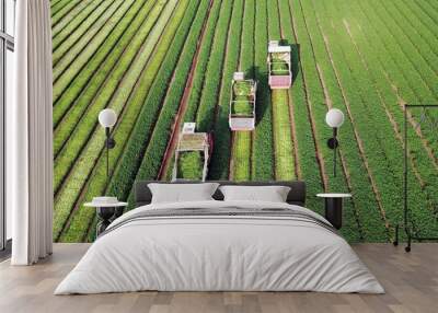 Parsley plant. Three agriculture machinery harvesting herbs in a green agricultural field. Combine harvester. Wall mural