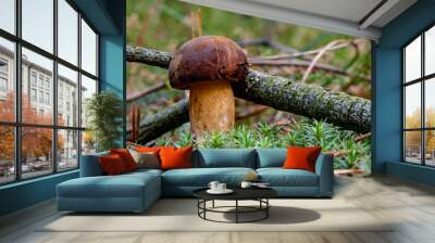 Closeup one brown edible mushroom in the autumn forest in macro photography. Gathering brown mushrooms.  Forest and moss photo close up, forest background. Fallen leaves coniferous needles. Wall mural