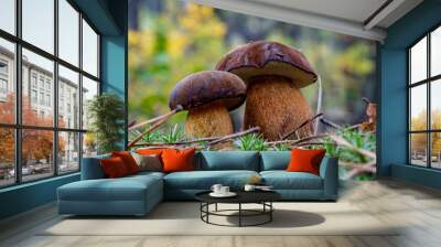 Closeup two brown edible mushrooms in the autumn forest in macro photography. Gathering brown mushrooms.  Forest and moss photo close up, forest background. Fallen leaves coniferous needles. Wall mural