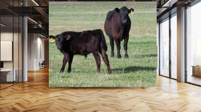 cows Wall mural