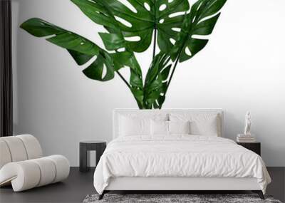 Monstera in a pot isolated on white background, Close up of tropical leaves or houseplant that grow indoor for decorative purpose. Wall mural