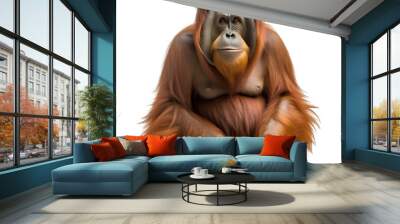 Bornean_orangutan png file. Transparent Background with generative ai Wall mural