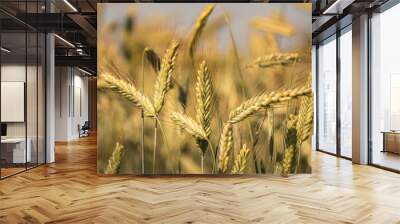 Close up of yellow straws of rye in early morning sunlight Wall mural