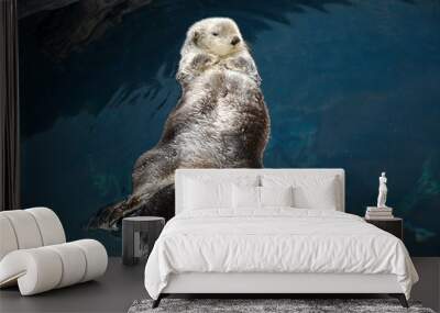 Otter sleeps and floats on his back. Wall mural