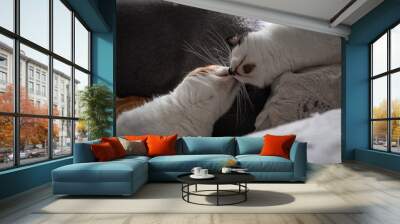 close up. two white cats on a sofa licking at each other.   Wall mural