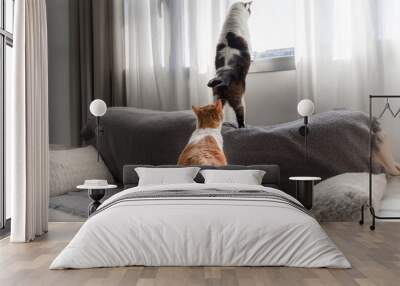 two domestic cats interac on the sofa by the window.   Wall mural