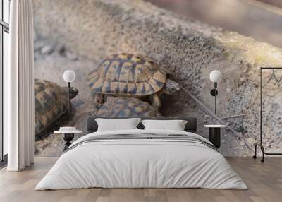 two land tortoises walking on gray ground outdoors Wall mural