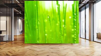 Drop water on green wheat grass Wall mural