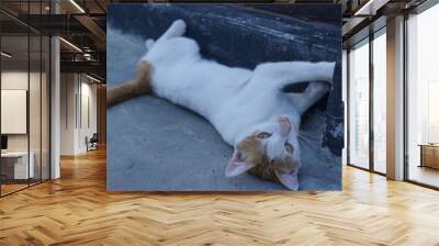 An Indonesian male domestic cat with white and orange fur playfully rolling on the ground, its bright orange eyes gleaming with excitement. Wall mural