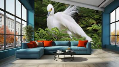 white heron sitting on a tree branch Wall mural