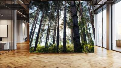 The landscape of coniferous forest through which shone. Wall mural