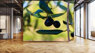 two olives on a branch with a leafs Wall mural