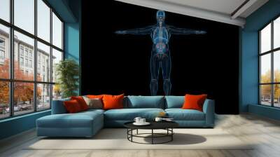 Human male body kidney 3d hologram front view. 3D illustration Wall mural