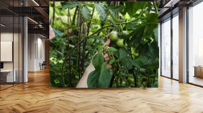 Man checks green raw tomatoes in the garden Wall mural