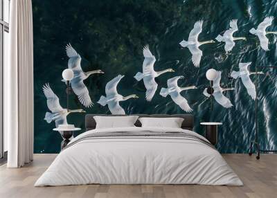 A flock of white birds flying over the water. The view from the top. Wall mural