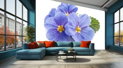 Purple Primrose Isolated on White Background. Beautiful Primrose Flower Wall mural