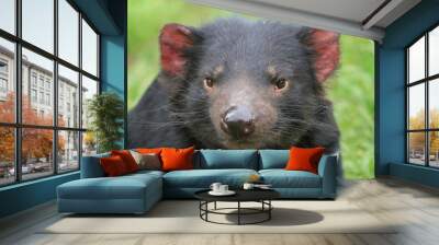 tasmanian devil on green grass in Tasmania Wall mural