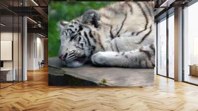 Sleeping white tiger cub Wall mural