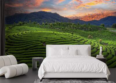 green tea plantations in sunset
 Wall mural