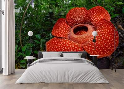 rafflesia Wall mural